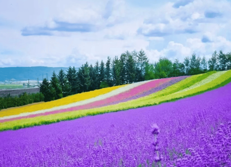 北海道親子景點｜5. 富田農場（ファーム富田）